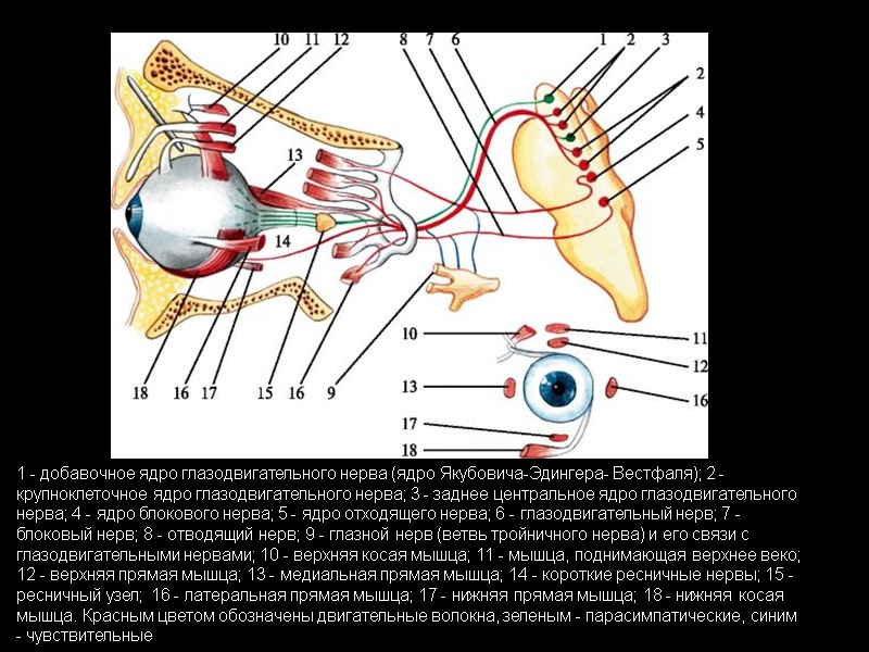 1 - добавочное ядро глазодвигательного нерва (ядро Якубовича-Эдингера- Вестфаля); 2 - крупноклеточное ядро глазодвигательного